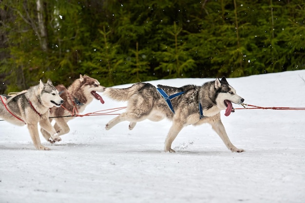 Laufender Husky-Hund auf Schlittenhunderennen. Winterhundesportschlitten-Teamwettbewerb.