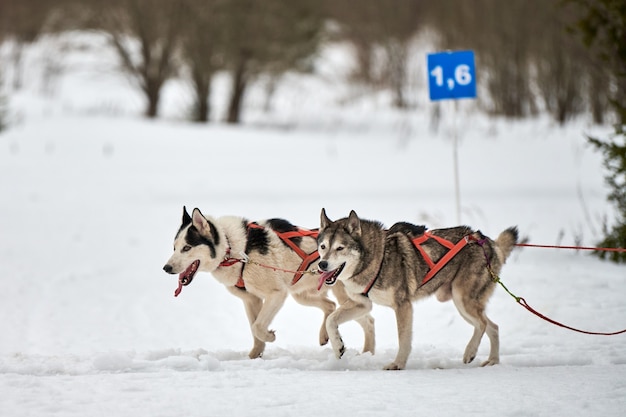 Laufender Husky-Hund auf Schlittenhunderennen