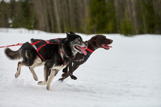 Laufender Husky- und Zeigerhund auf Schlittenhunderennen. Winterhundesportschlitten-Teamwettbewerb