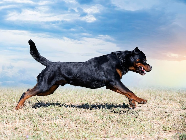 Laufender Rottweiler in der Natur