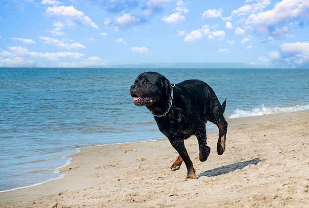 Laufender Rottweiler