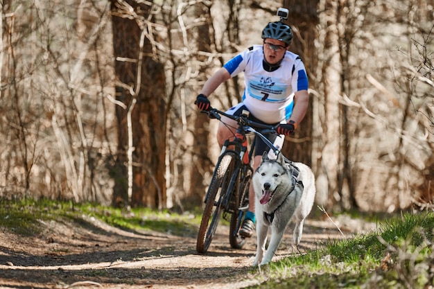 Laufender Siberian Husky Schlittenhund, der männliche Radfahrer auf trockenem Land im Herbstwald zieht Husky Dog Mushing