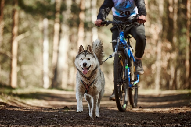 Laufender Siberian Husky Schlittenhund im Kabelbaum, der Fahrrad auf Herbstwald-Trockenland-Bikejoring zieht