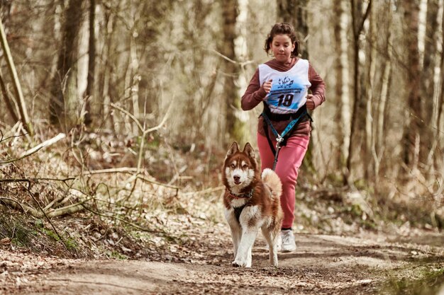 Laufender Siberian Husky Schlittenhund im Kabelbaum, der junges Mädchen auf der Landstraße im Herbstwald zieht