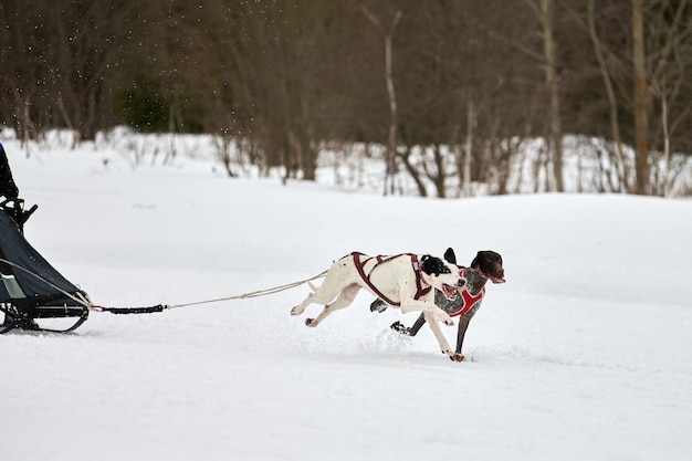 Laufender Zeigerhund auf Schlittenhunderennen. Winterhundesportschlitten-Teamwettbewerb