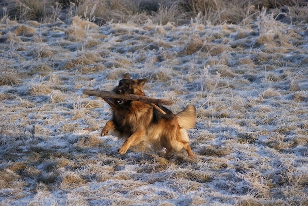 Foto laufhund deutscher schäferhund auf dem feld im winter