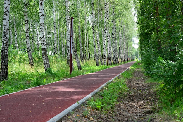 Laufstrecke isoliert im Park mit Birken, Nahaufnahme