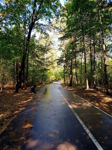 Laufstrecke mitten im Wald