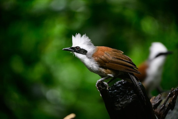 El Laughingthrush de cresta blanca está buscando comida cerca de un estanque en el gran bosque.