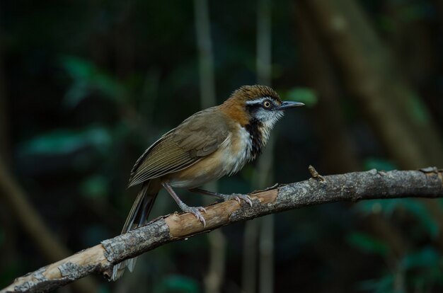 Laughingthrush de cuello menor (Garrulax monileger)