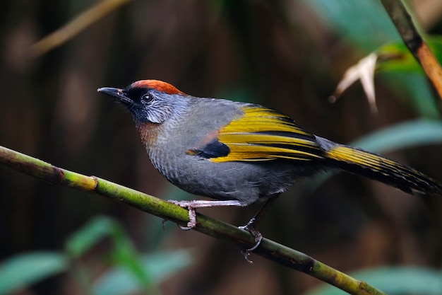 Laughingthrush de orejas plateadas Trochalopteron melanostigma Hermosas aves de Tailandia