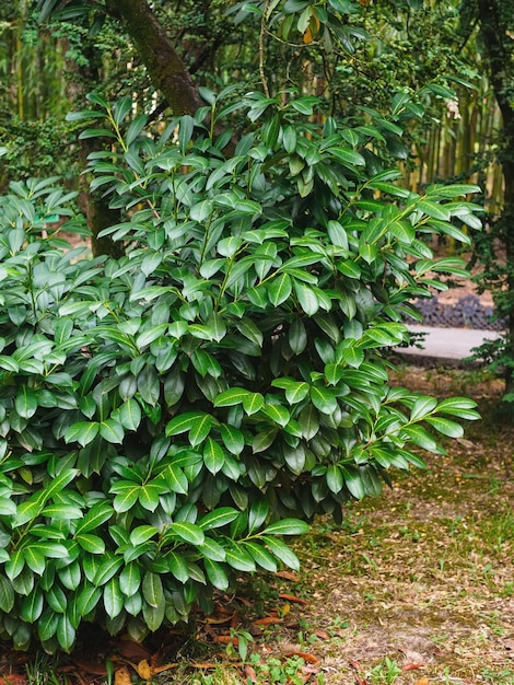 Laurel cereza medicinal Laurocerasus officinalis M Roem