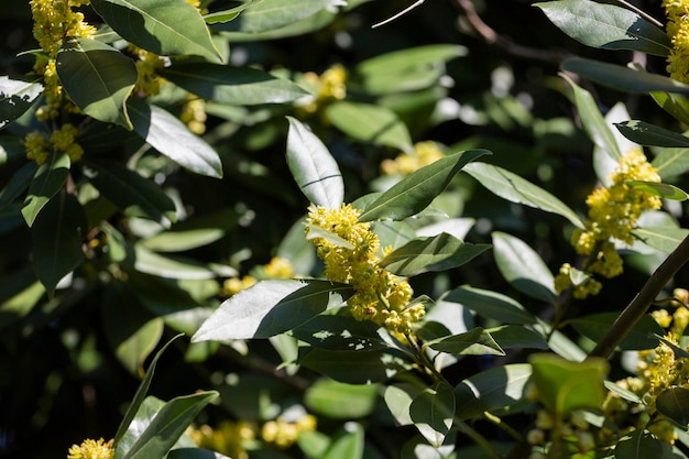 El laurel es noble con flores amarillas en primavera laurel griego o dulce laurel real es un fragante