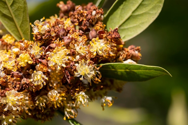 Laurus nobilis louro grego ou louro verdadeiro doce é uma árvore perene aromática ou arbusto grande com verde