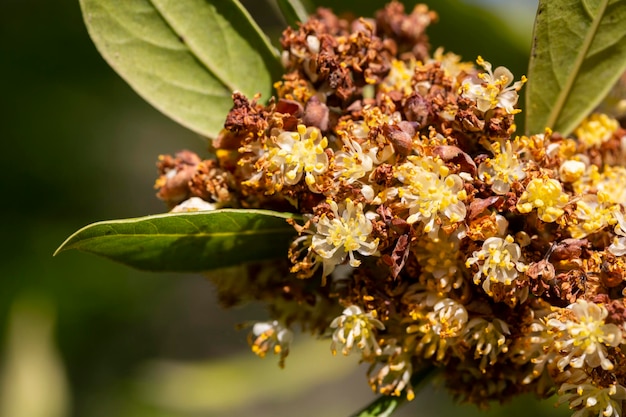 Laurus nobilis louro grego ou louro verdadeiro doce é uma árvore perene aromática ou arbusto grande com verde