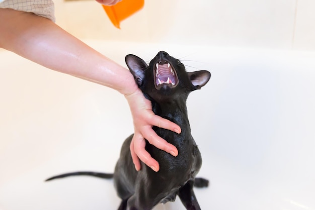 Lavado de gato oriental negro en el baño.