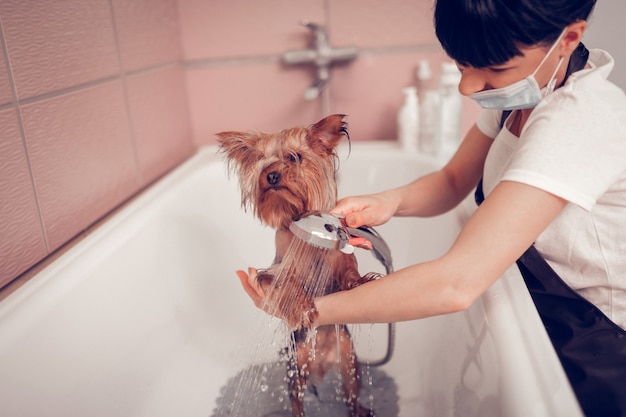Lavado de perro lindo. Mujer de pelo oscuro con máscara de lavado lindo perrito después de la preparación