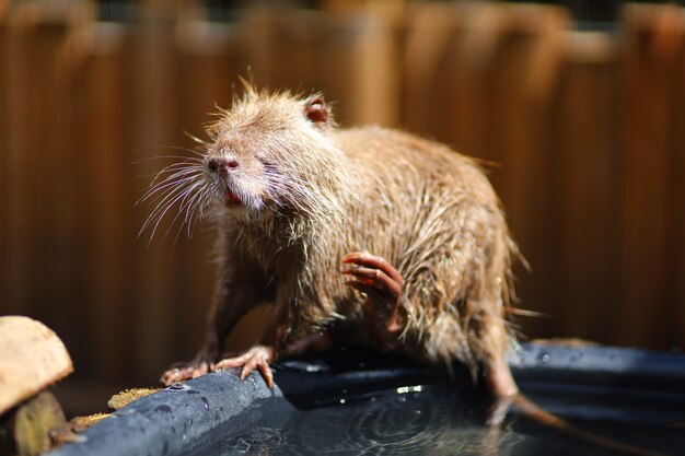 Lavados de roedores de agua de nutria joven