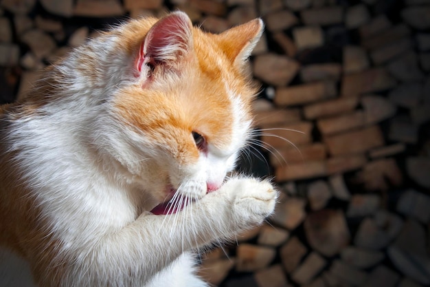 Lavagens de gato branco