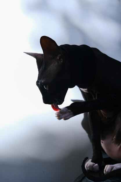 lavagens de gato esfinge preto em um fundo branco