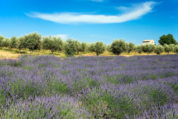 lavanda y arbol