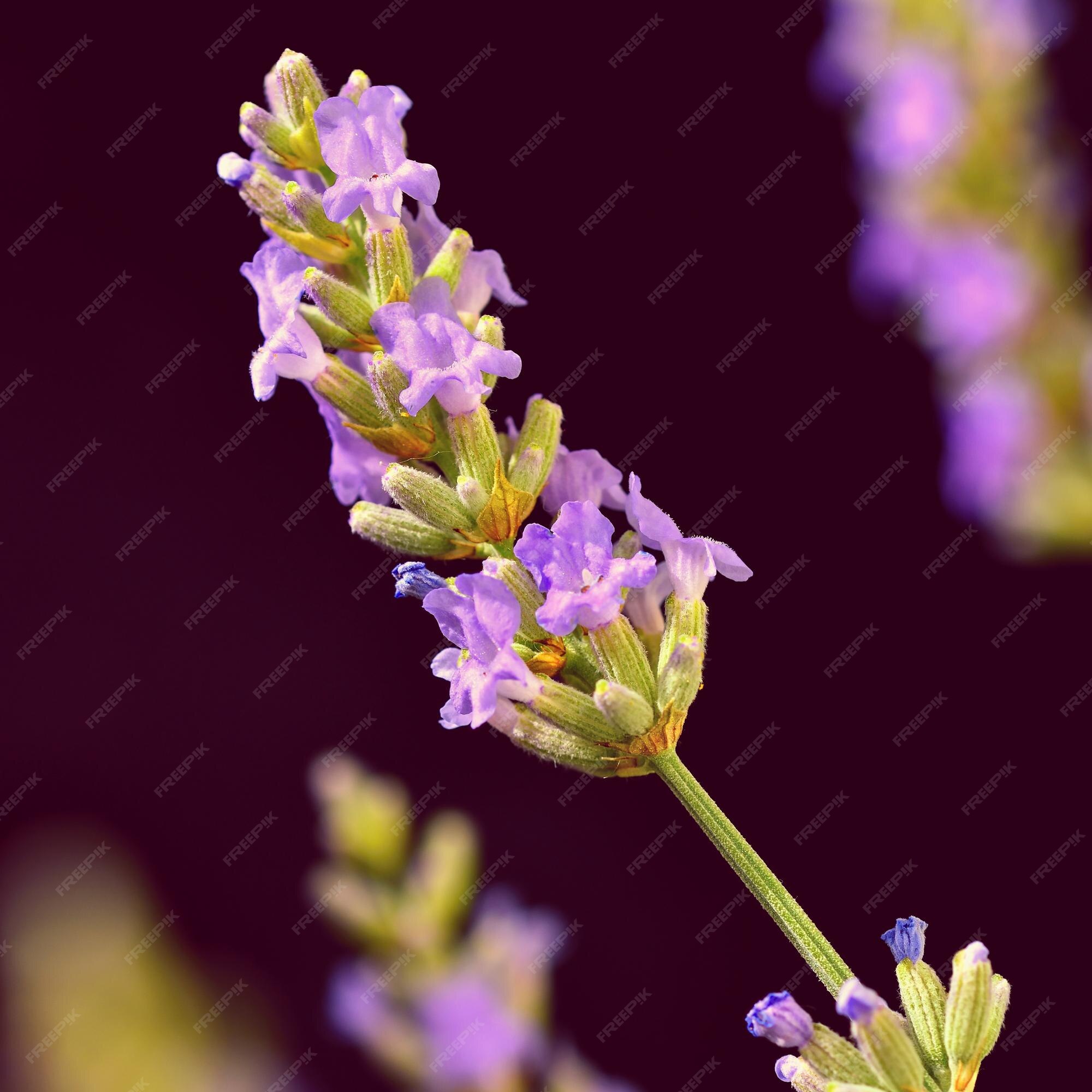 Lavanda bellamente floreciente planta violeta lavandula angustifolia  lavandula angustifolia | Foto Premium