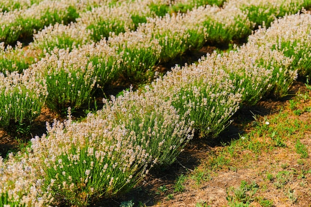 Lavanda blanca en el campo de la granja