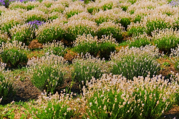 Lavanda branca no campo da fazenda