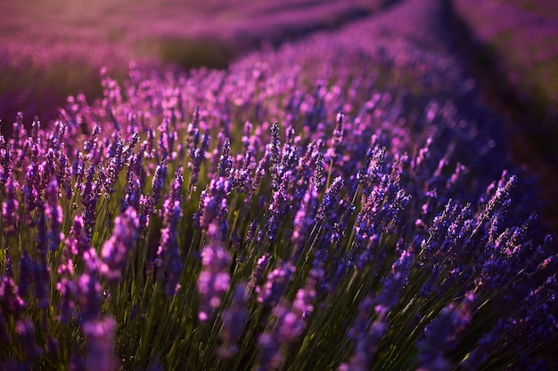 Lavanda campo violeta flores de lavanda Provenza Francia