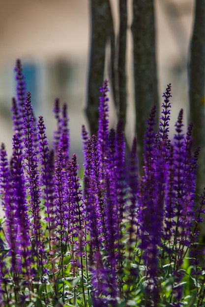 Lavanda en el campo