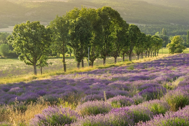 Lavanda Campo