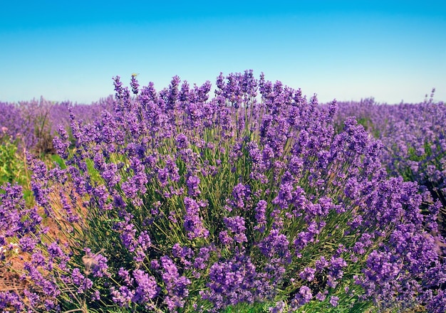 Lavanda contra o fundo do céu azul