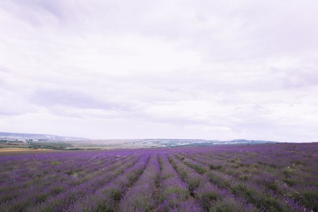 Foto lavanda crimea