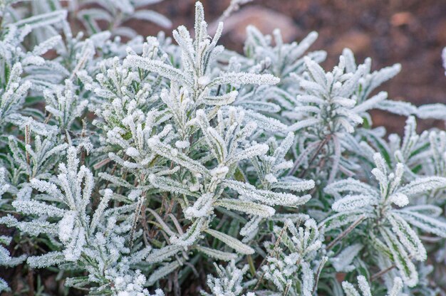 Lavanda de inverno um arbusto picante coberto de geada foco selecionado Variedades populares de plantas de jardim