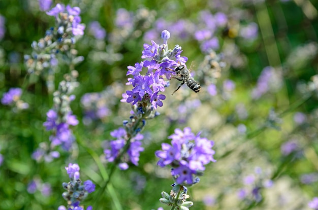 lavanda em flor é o néctar que as abelhas coletam