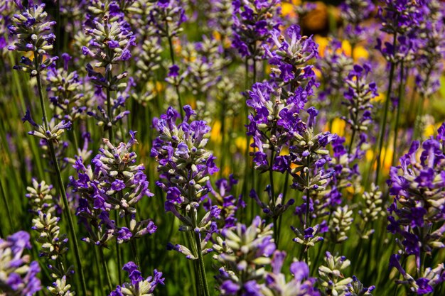 Lavanda em luz brilhante, a frente é como um diamante