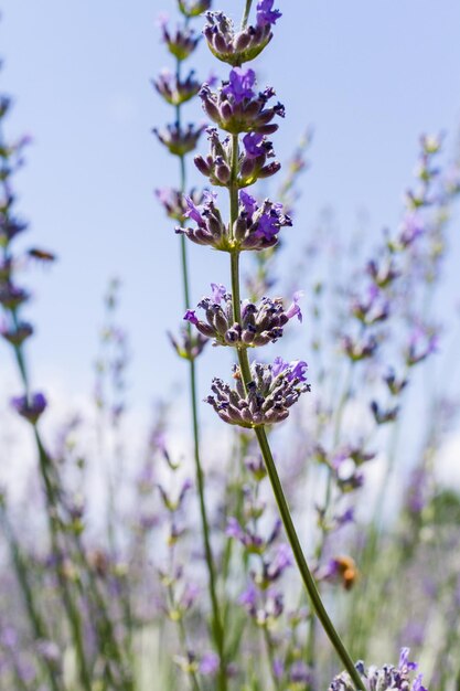 Lavanda em plena floração na fazenda de lavanda.