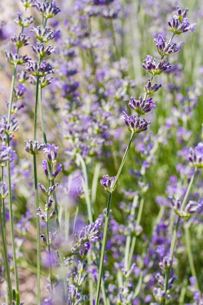 Lavanda em plena floração na fazenda de lavanda.