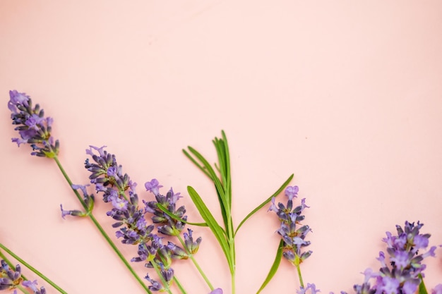 lavanda em um fundo rosa