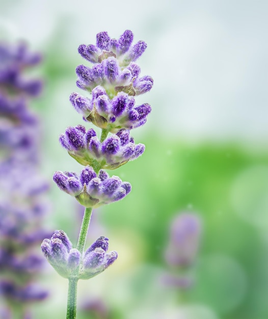 Lavanda em um fundo verde desfocado fechar