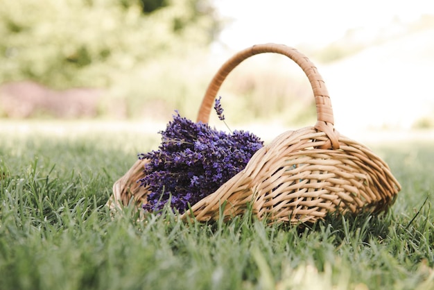 Lavanda em uma cesta no campo, colheita.