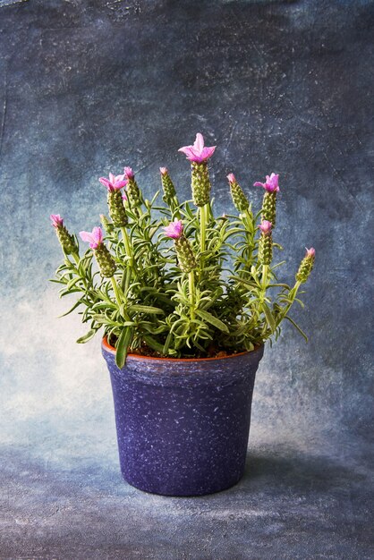 Lavanda em vaso de flores azul. Lavandula Anouk Roxo em vaso