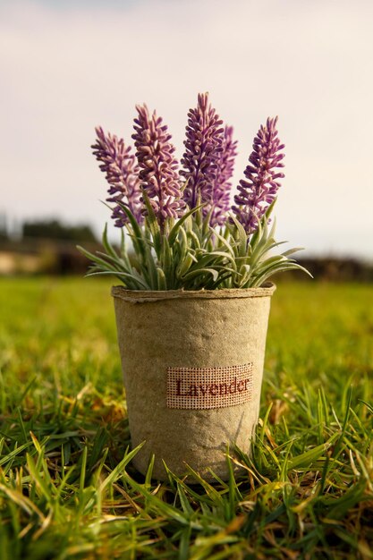 Foto lavanda em vaso na grama do jardim