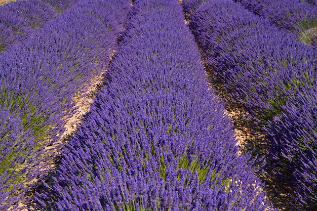 Lavanda flor desabrochando campos perfumados