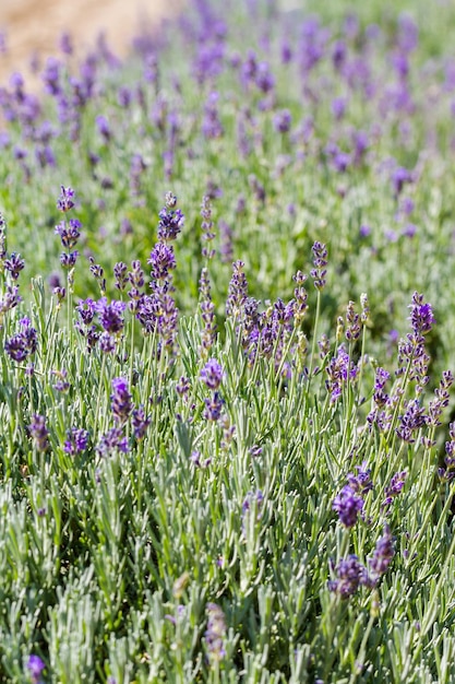 Lavanda en flor en la granja de lavanda.