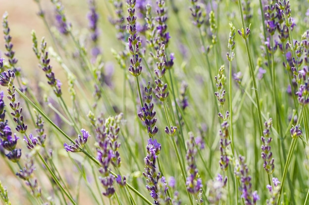 Lavanda en flor en la granja de lavanda.