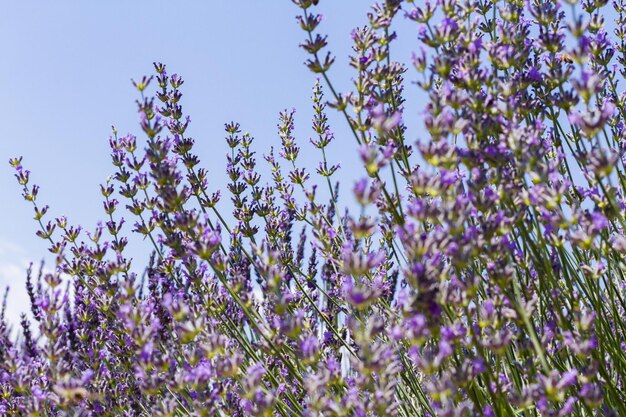 Lavanda en flor en la granja de lavanda.