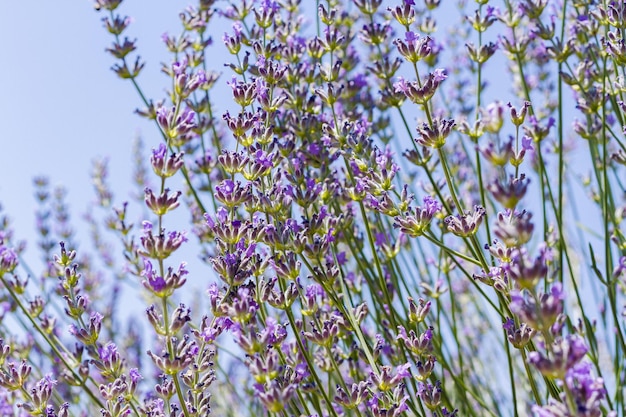 Lavanda en flor en la granja de lavanda.