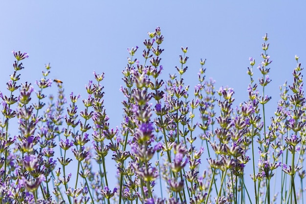 Lavanda en flor en la granja de lavanda.