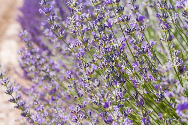 Lavanda en flor en la granja de lavanda.